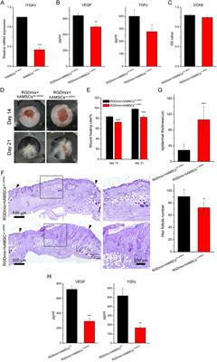 RGDSP-functionalized peptide hydrogel stimulates growth factor secretion via integrin αv/PI3K/AKT axis for improved wound healing by human amniotic mesenchymal stem cells